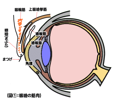 眼瞼の筋肉