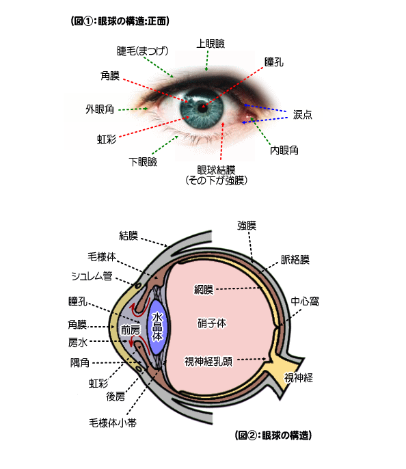 眼球を正面とカットで図解