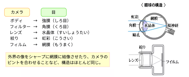 カメラと眼球の構造