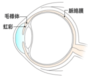 虹彩・毛様体・脈絡膜