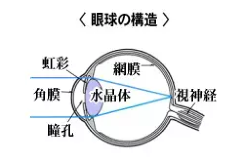眼球の構造と役割